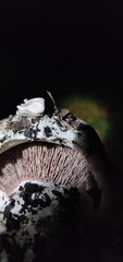 Agaricus bernardii