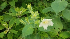 Ruellia conzattii