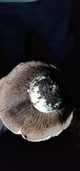 Agaricus bernardii