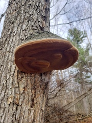 Phellinus