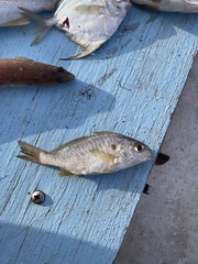 Leiostomus xanthurus