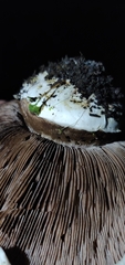 Agaricus bernardii
