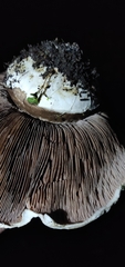 Agaricus bernardii