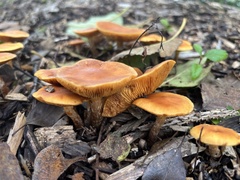 Gymnopilus penetrans