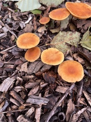 Gymnopilus penetrans