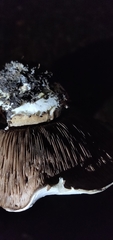 Agaricus bernardii