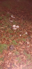 Agaricus bernardii