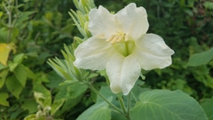 Ruellia conzattii