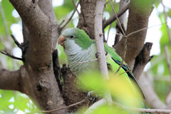 Myiopsitta monachus