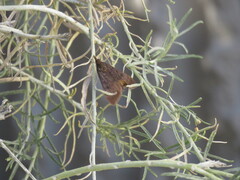 Uresiphita