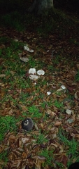 Agaricus bernardii