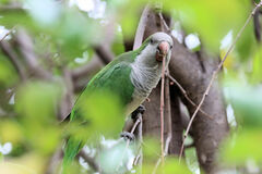 Myiopsitta monachus