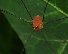 Leiobunum blackwalli