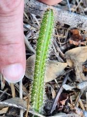 Acanthocereus tetragonus