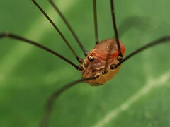 Leiobunum blackwalli