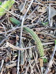 Acanthocereus tetragonus