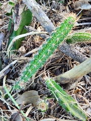 Acanthocereus tetragonus