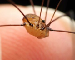 Leiobunum blackwalli