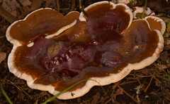 Nigroporus durus