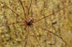 Dicranopalpus ramosus