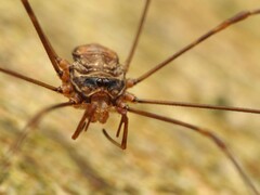 Dicranopalpus ramosus