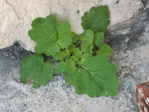 Lobed-leaf stingbush (Eucnide lobata)