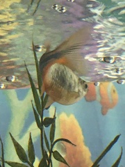 Devario