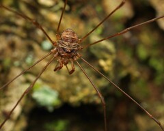 Dicranopalpus ramosus