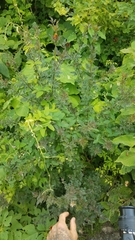 Adenophyllum aurantium