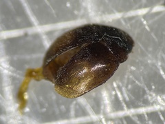 Sericoderus