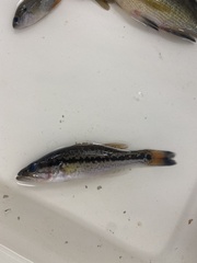 Micropterus punctulatus