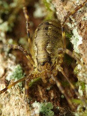 Oligolophus hanseni