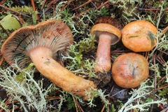 Lactarius rubrilacteus