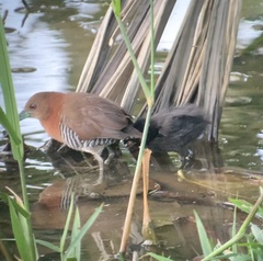 Laterallus albigularis