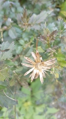 Adenophyllum aurantium