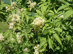 Sambucus racemosa