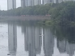 Cygnus melancoryphus