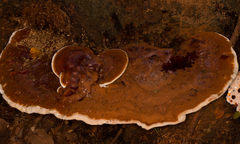 Nigroporus durus