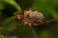 Phalangium opilio