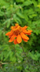 Adenophyllum aurantium