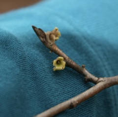 Hamamelis