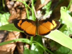 Tegosa anieta