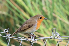 Erithacus rubecula