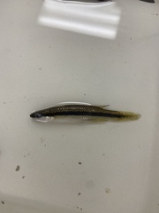 Fundulus olivaceus