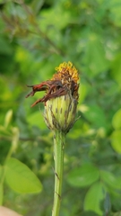 Adenophyllum aurantium