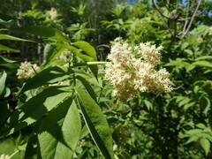 Sambucus racemosa