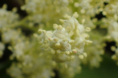 Sambucus racemosa