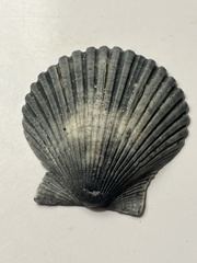 Argopecten
