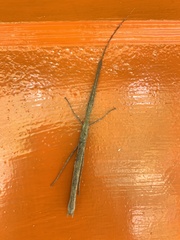 Libethra