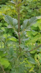 Adenophyllum aurantium